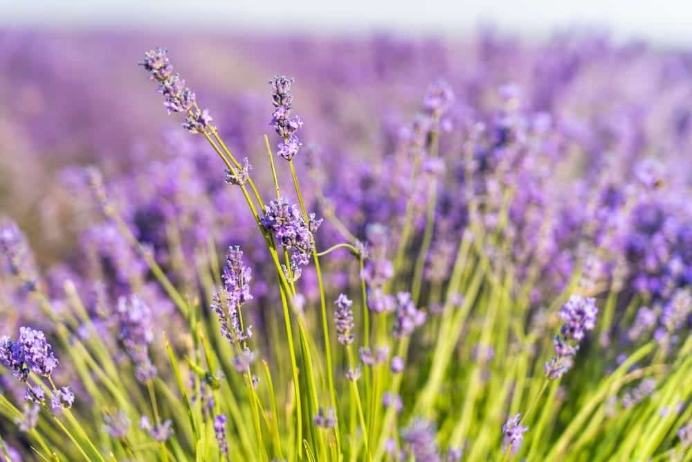 Lavanda - ko mēs zinām par šo tik plaši pielietojamo augu? Kā agrāk tika izmantota lavanda? Kādas ir lavandas eļļas brīnumainās īpašības, un kā vislabāk izmantot lavandas aromātu mājās un sadzīvē?